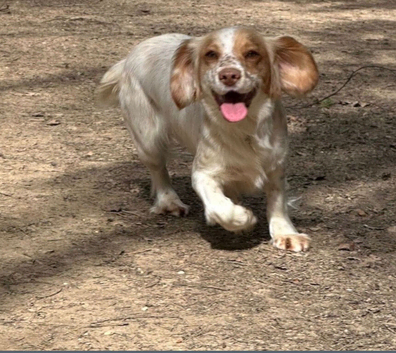 Working cocker spaniels