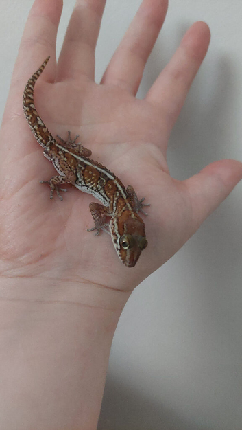 CB26 Male Pictus geckos