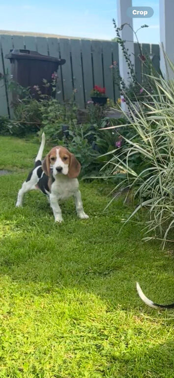 Beagle Pups Northern Ireland