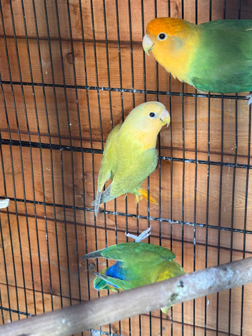 Proven pair of breeding love birds & one baby