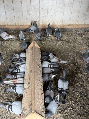 Pigeons