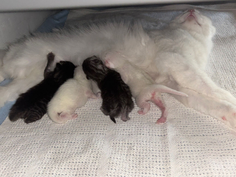 Maine coon baby&rsquo;s