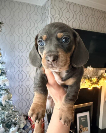 Family dogs first puppies - stunning Dachshunds