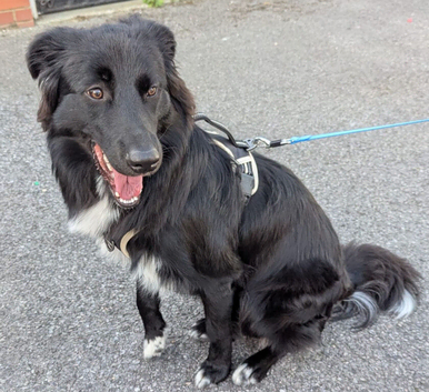 1 year old lovely border Collie x German shepherd