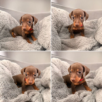 Miniature dachshund puppies chocolate and tan