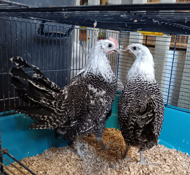 Silver Campine young pair
