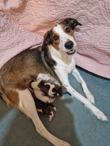 Beautiful Collie Cross Puppies (Border Collie x Rough Collie Mix)
