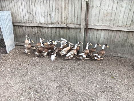 POL Indian Runner Ducks