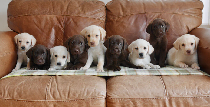 Beautiful Health Tested Labrador Puppies