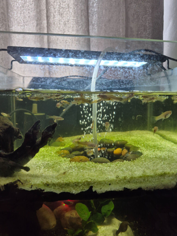 Lots of female endlers guppies