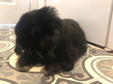 Netherland dwarf lop doe female in black 12 weeks old and full indoor and outdoor set up