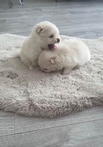Pomeranians
