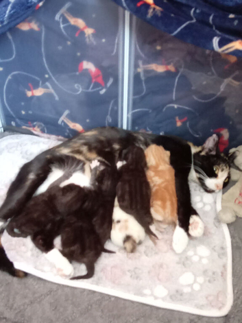 2 beautiful kittens for sale 1 male 1 female