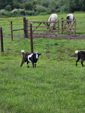 2x male pygmy goats