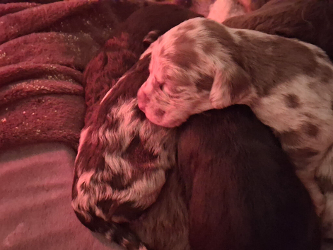 Patterpoo puppies