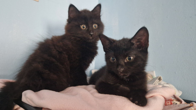Kittens for rehoming