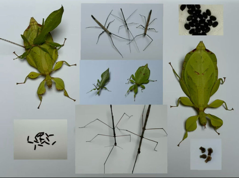 Various stick insect and leaf insect eggs - Several species - Delivery possible