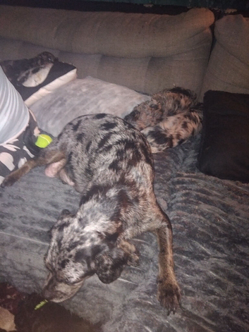 Puppies for sale