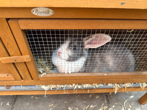 Rabbit