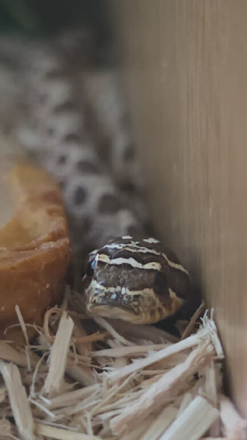 Make hognose