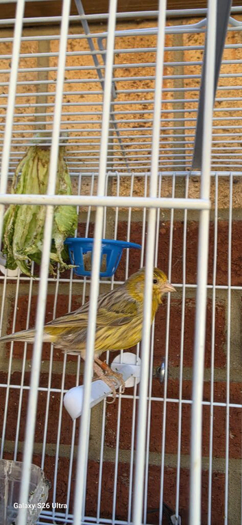 1 female and 2 male beautiful canaries