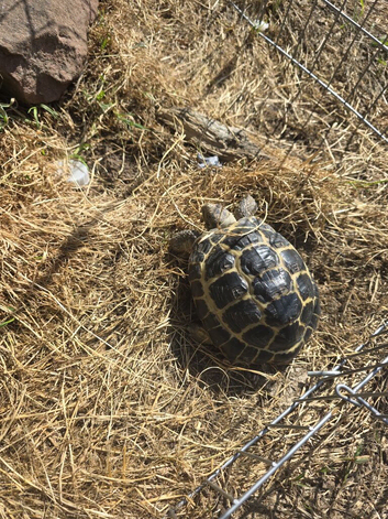 Rehome  tortoise