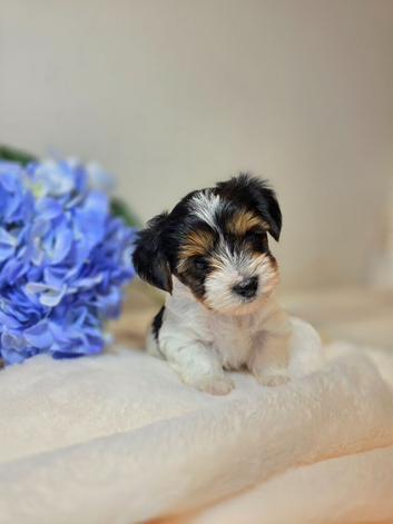 Purebred Biewer Terrier Puppies