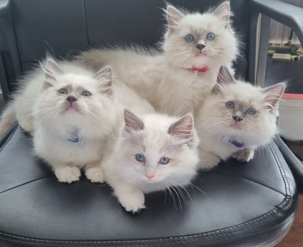 GCCF TICA beautiful Kittens Active