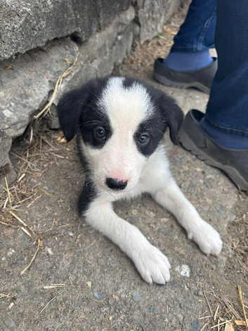 1 male sheep dog puppy