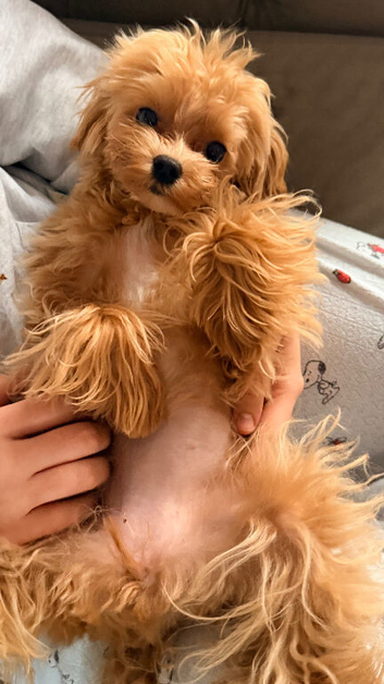 Tiny Asian/Korean F1 Maltipoo Puppies