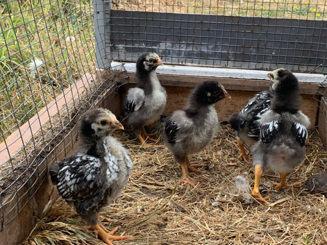 Silver laced Wyandotte bantam chicks
