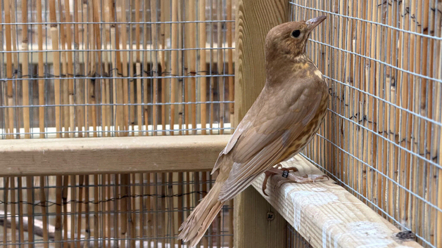 Cinnamon male songthrush