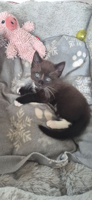 Black cat foe sale
