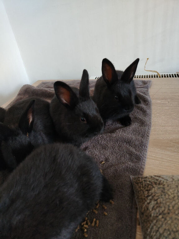 Rex x Californian White Litter 4 BUCKS AVAILABLE