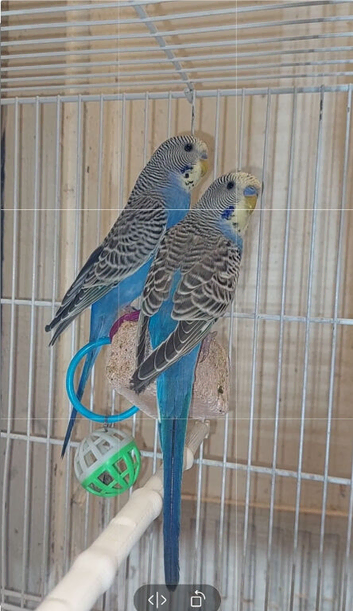 *****SSTC*****Brothers x 2 &pound;30 for both