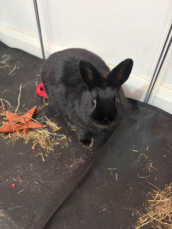 Young female rabbit