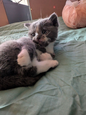 Russian blue cross