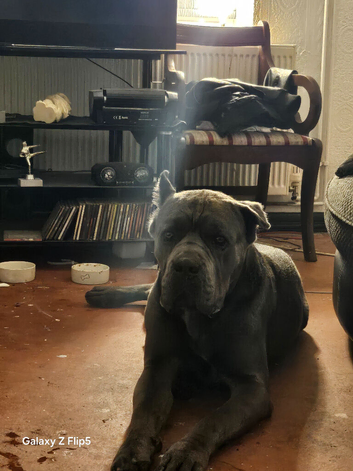 Cane corso