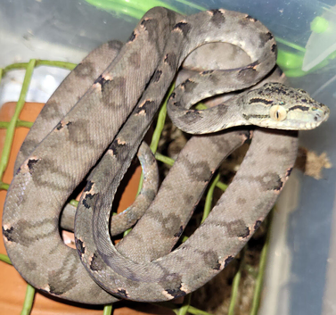 Amazon Tree Boa for sale