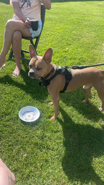 One year old male frenchie cross called kion