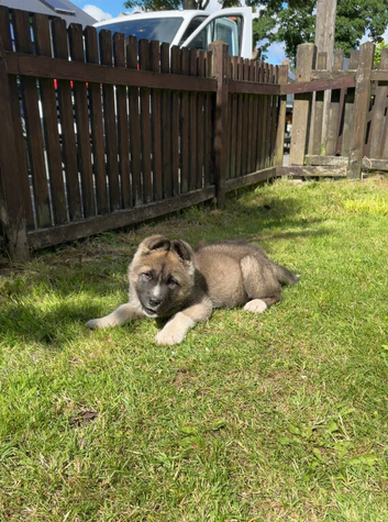 Adorable 9 week American Akita