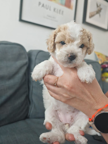 Cavapoochon puppies