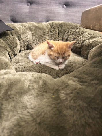 4 fur baby&rsquo;s looking for there new homes