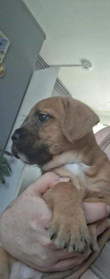 Male Mixed breed puppy for sale in oxford