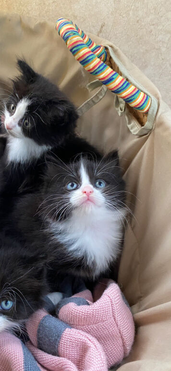2 beautiful kittens