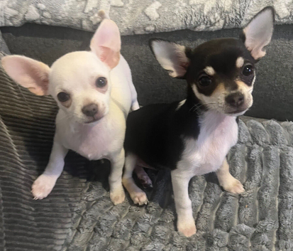 Two Chihuahua sisters