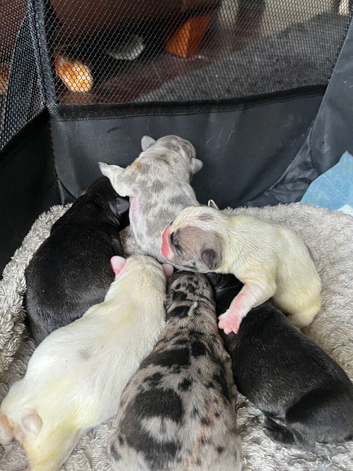 6 Pedigree Frenchies For Sale