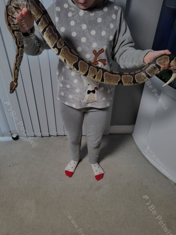 Ball python