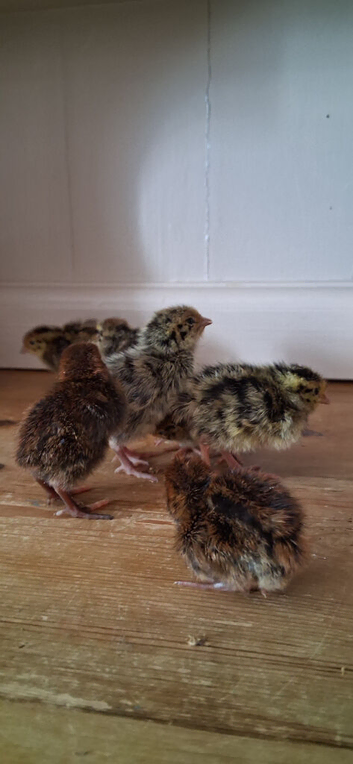 Day-old coturnix quail chicks