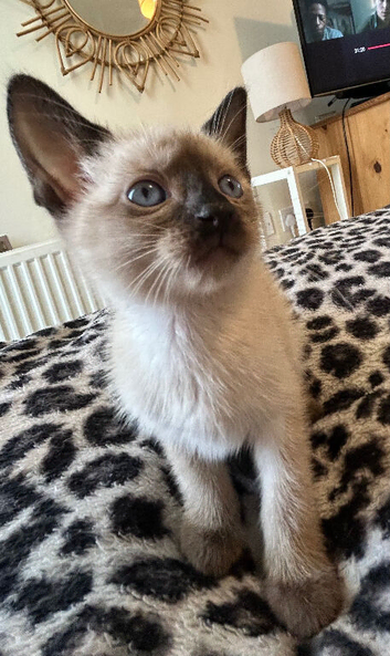 Beautiful kittens